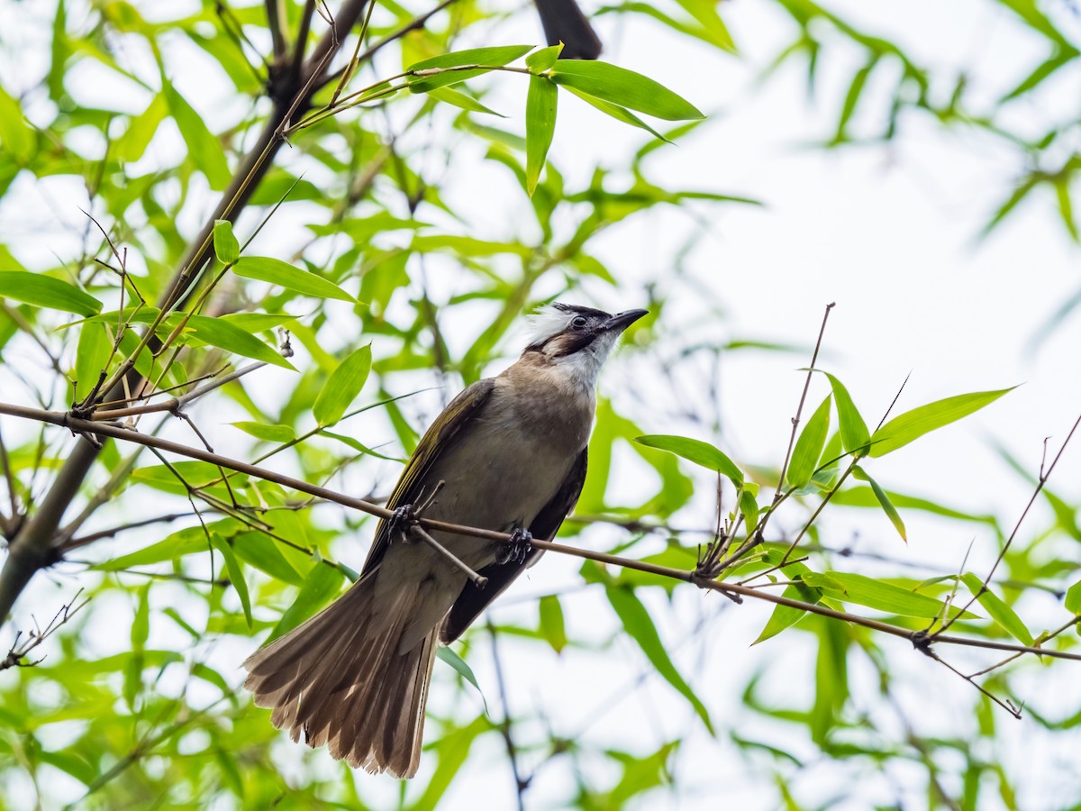 Light-vented Bulbul - ML135375011