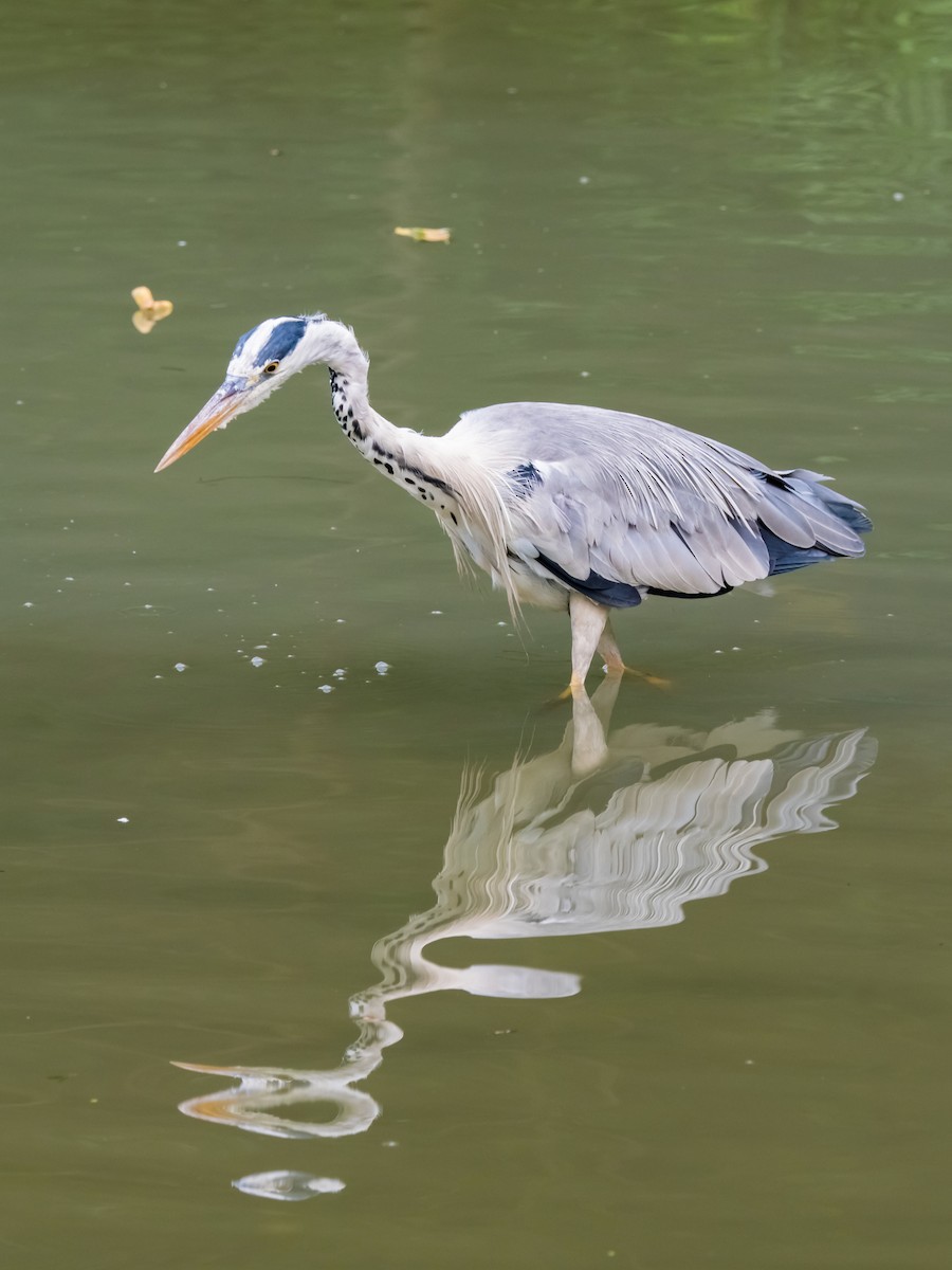 Gray Heron - ML135375161