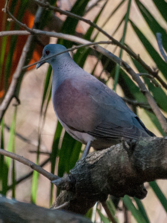 Pigeon de Madagascar - ML135376421