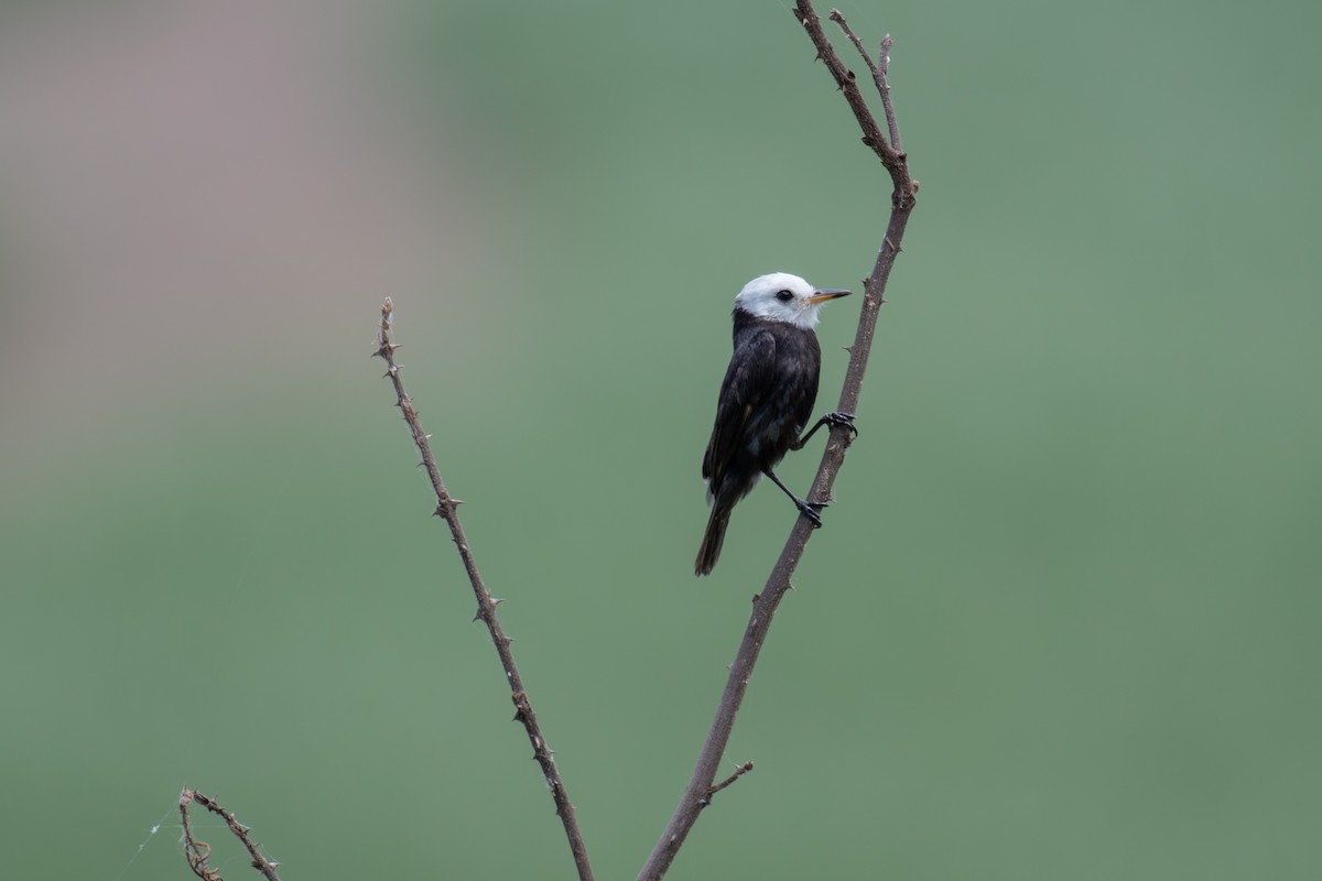 White-headed Marsh Tyrant - ML135376461