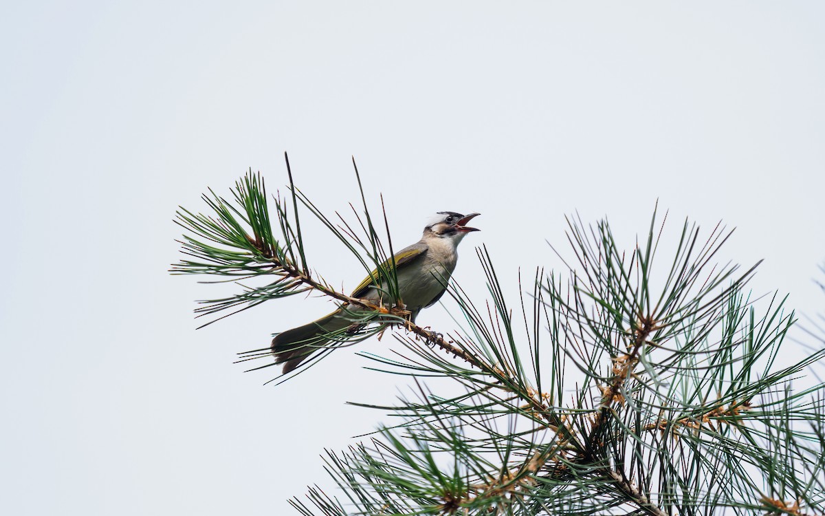 Light-vented Bulbul - ML135376701