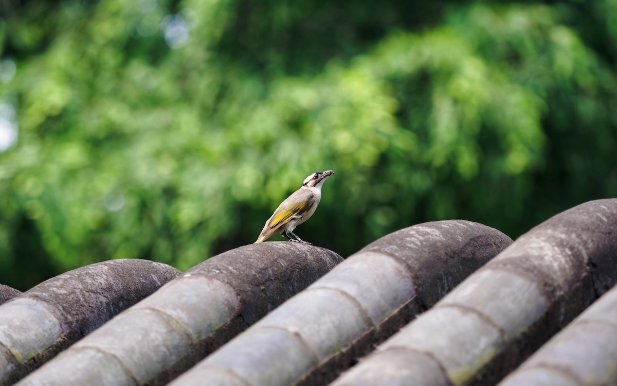 Light-vented Bulbul - ML135376711