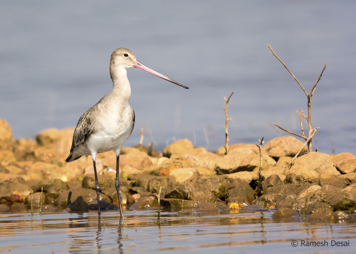 Black-tailed Godwit - ML135378441