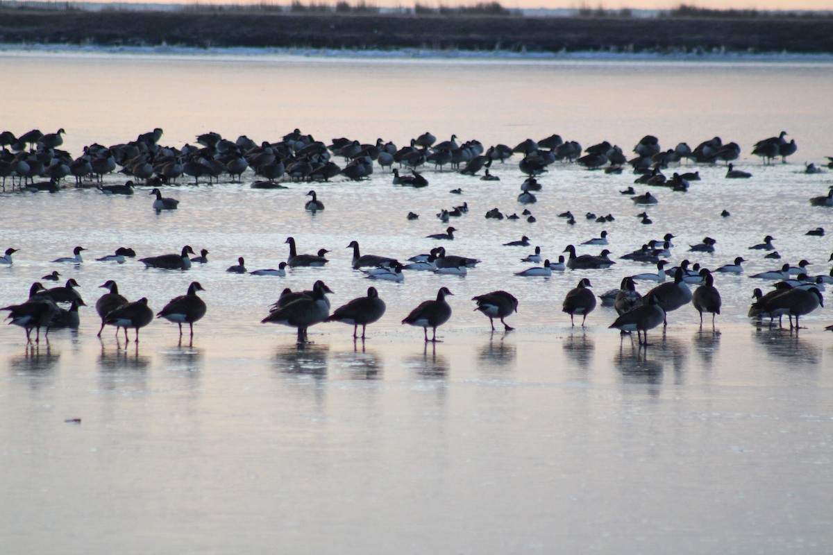 Common Merganser (North American) - Romeo D