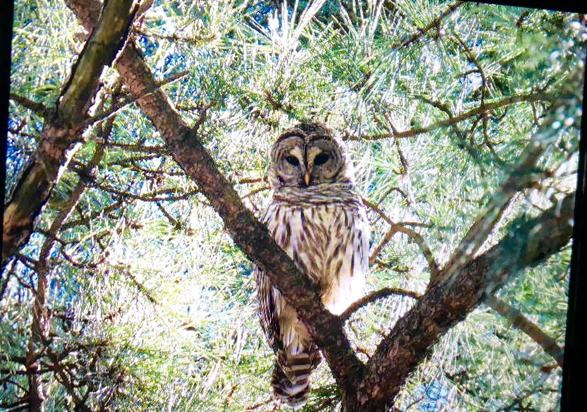 Barred Owl - ML135379841