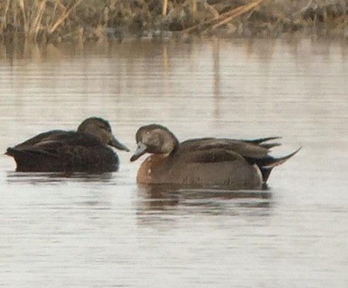 Mallard x Northern Pintail (hybrid) - ML135380441