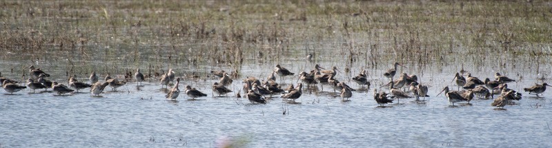 Black-tailed Godwit - ML135382521