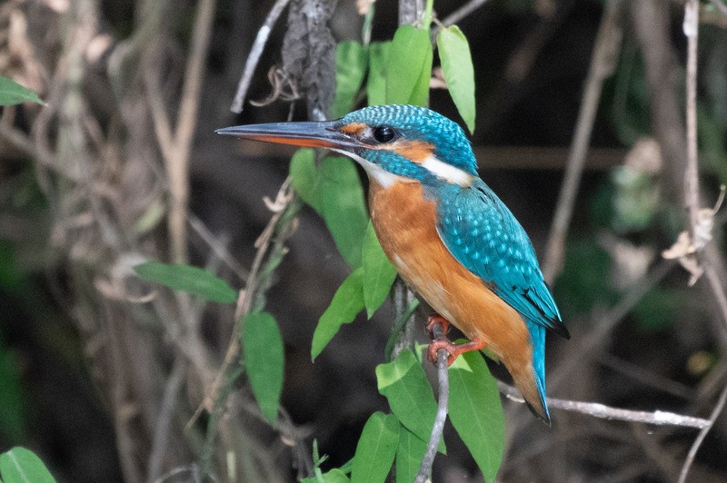 Common Kingfisher - ML135382591