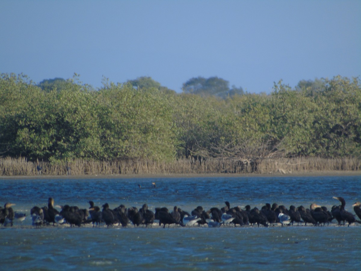 Cormorán Biguá - ML135385121