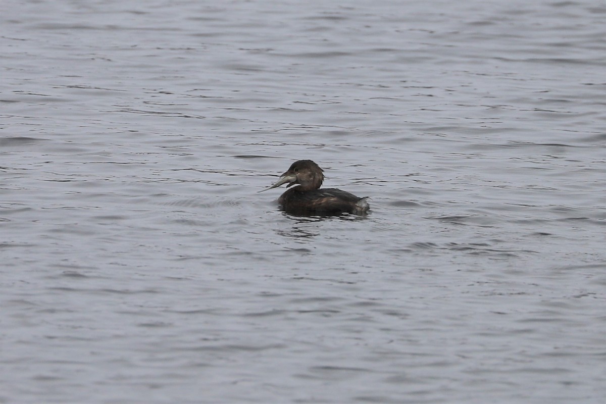Pied-billed Grebe - ML135385631