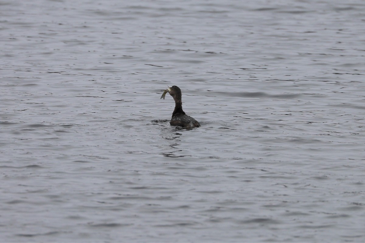 Pied-billed Grebe - ML135385641