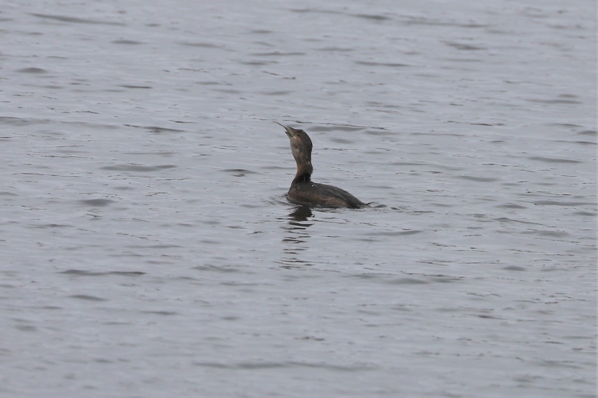 Pied-billed Grebe - ML135385681