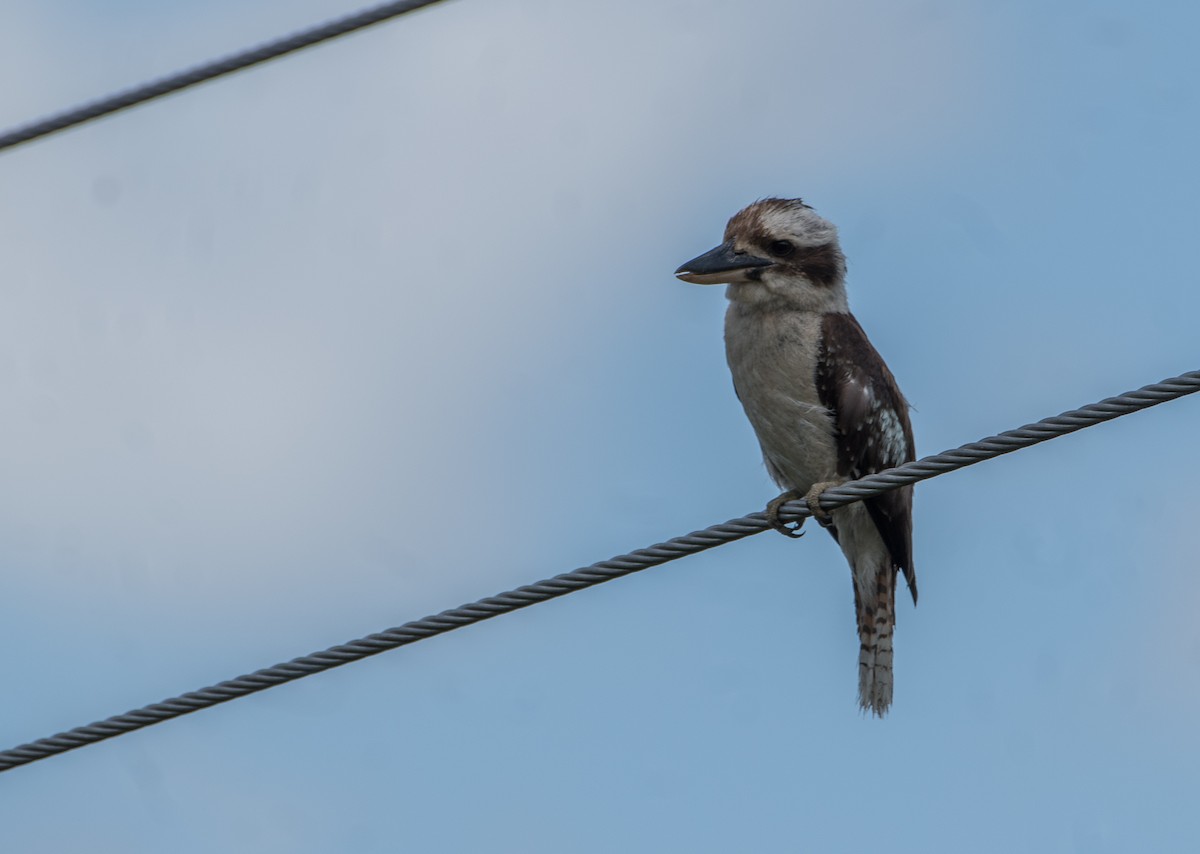 Laughing Kookaburra - Bill Bacon