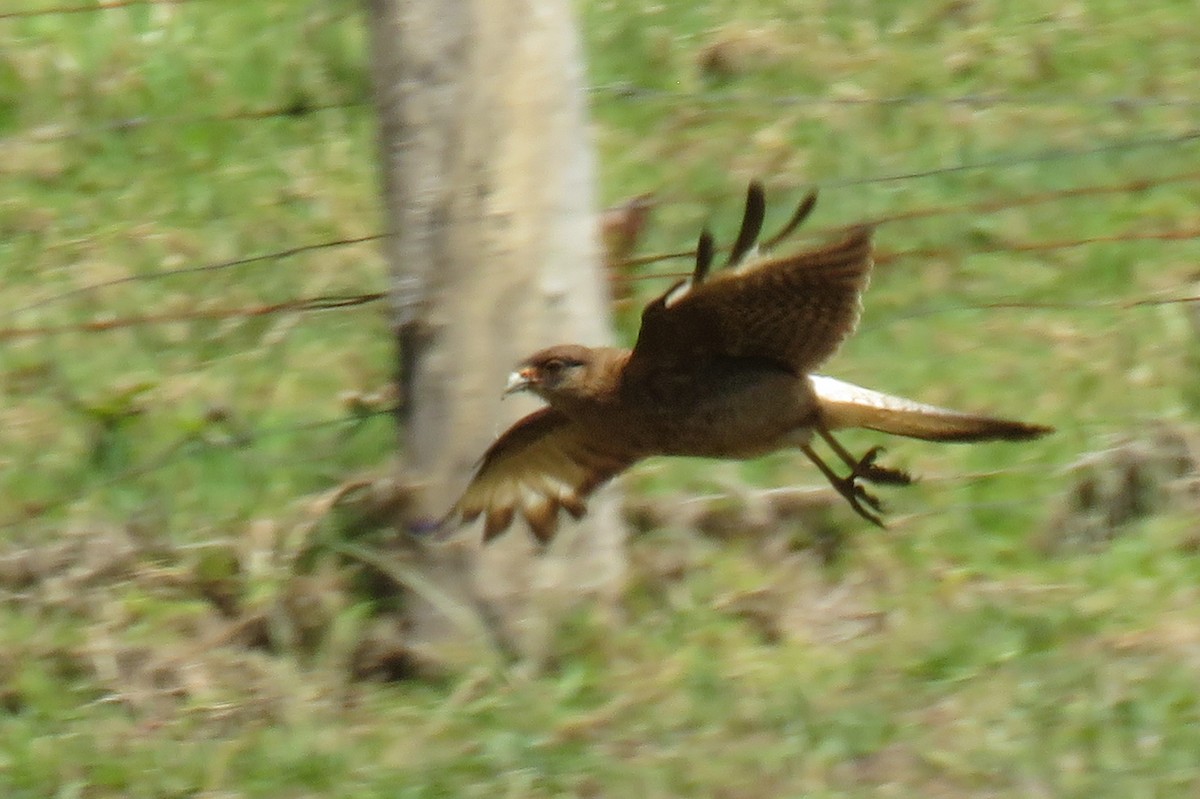 Chimango Caracara - ML135386291