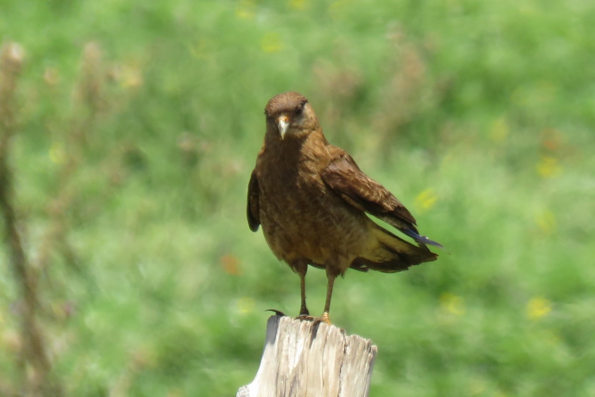 Caracara Chimango - ML135386341