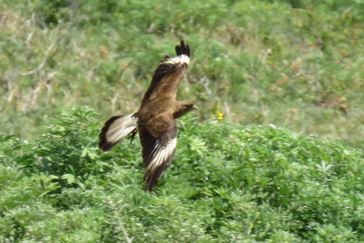 Caracara chimango - ML135386401