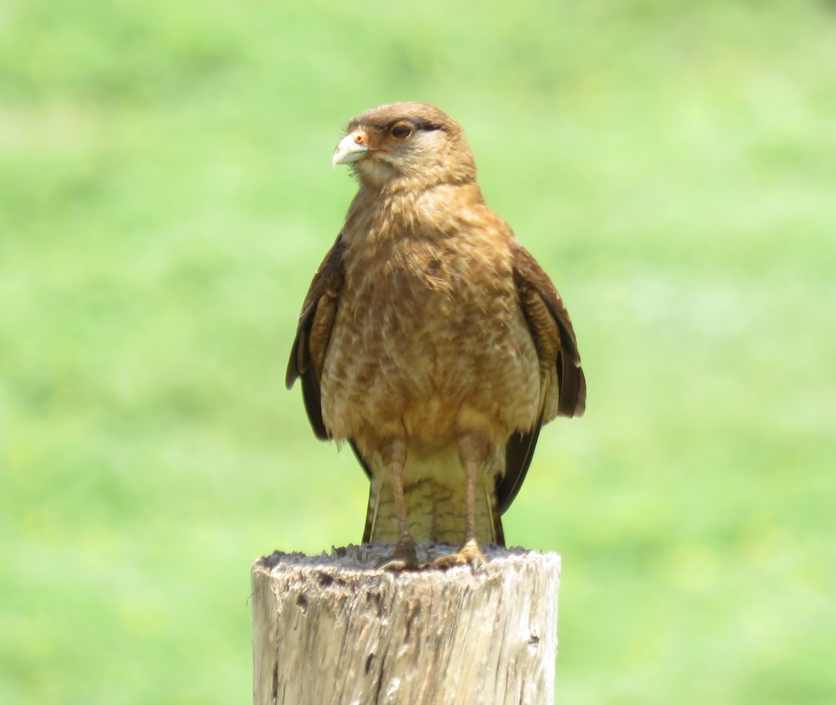 Caracara chimango - ML135386411