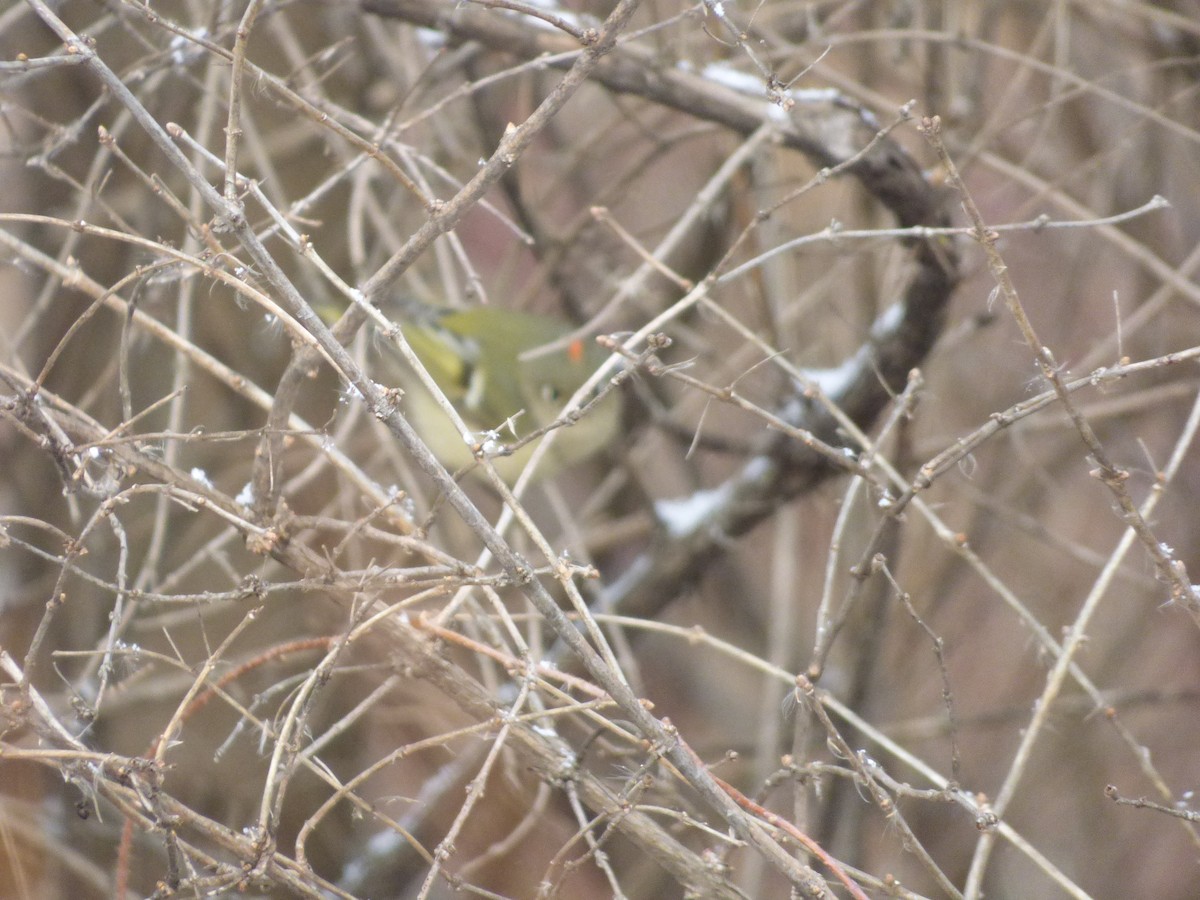 Ruby-crowned Kinglet - ML135386861