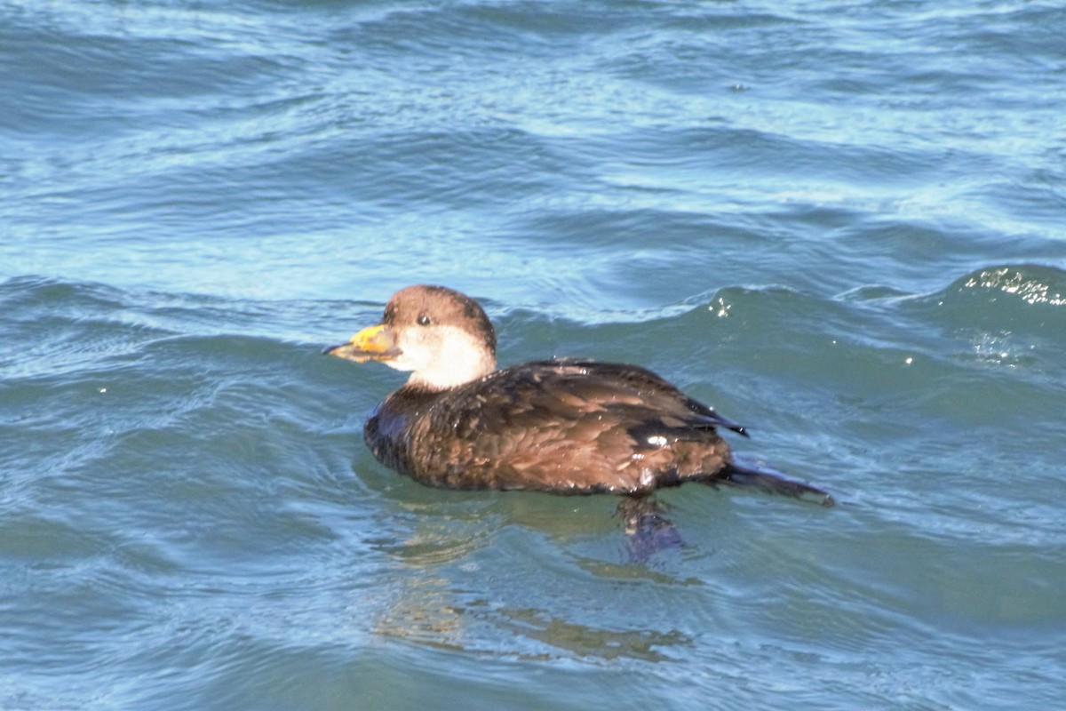 Black Scoter - ML135387001