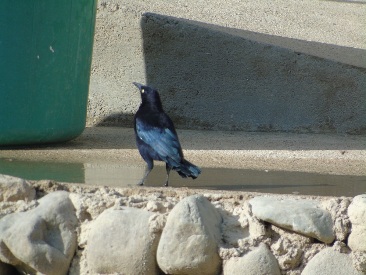 Great-tailed Grackle - Edwin Torres