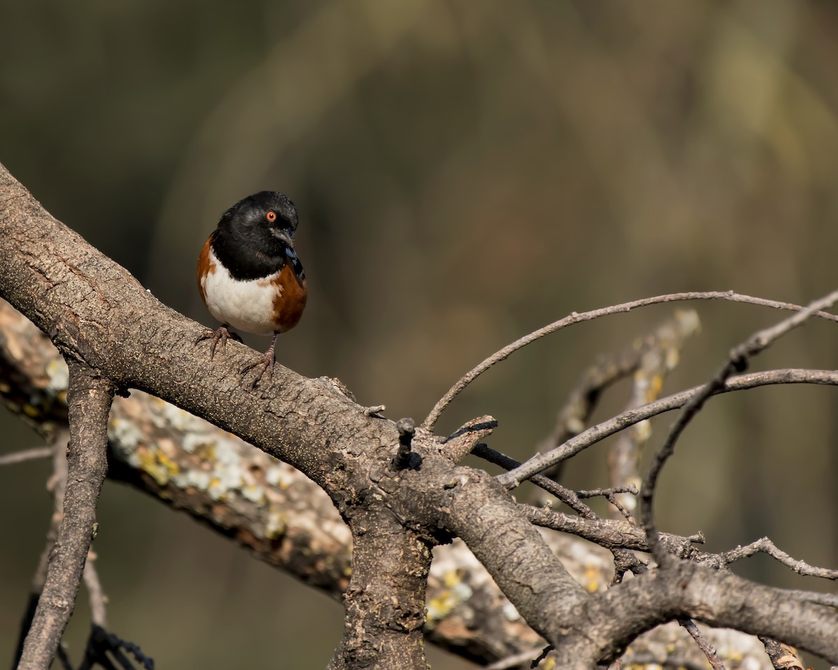 Spotted Towhee - ML135387701