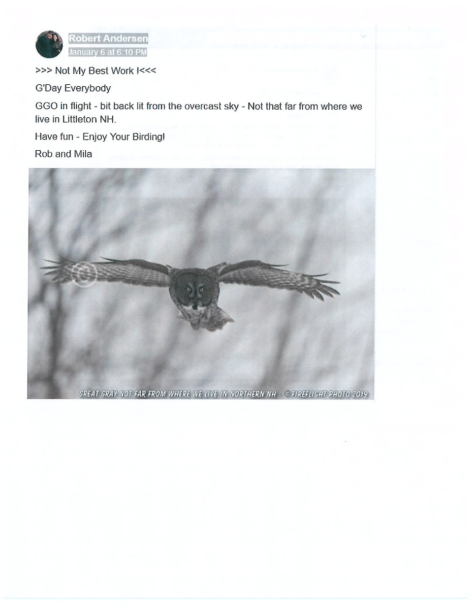 Great Gray Owl - ML135387821