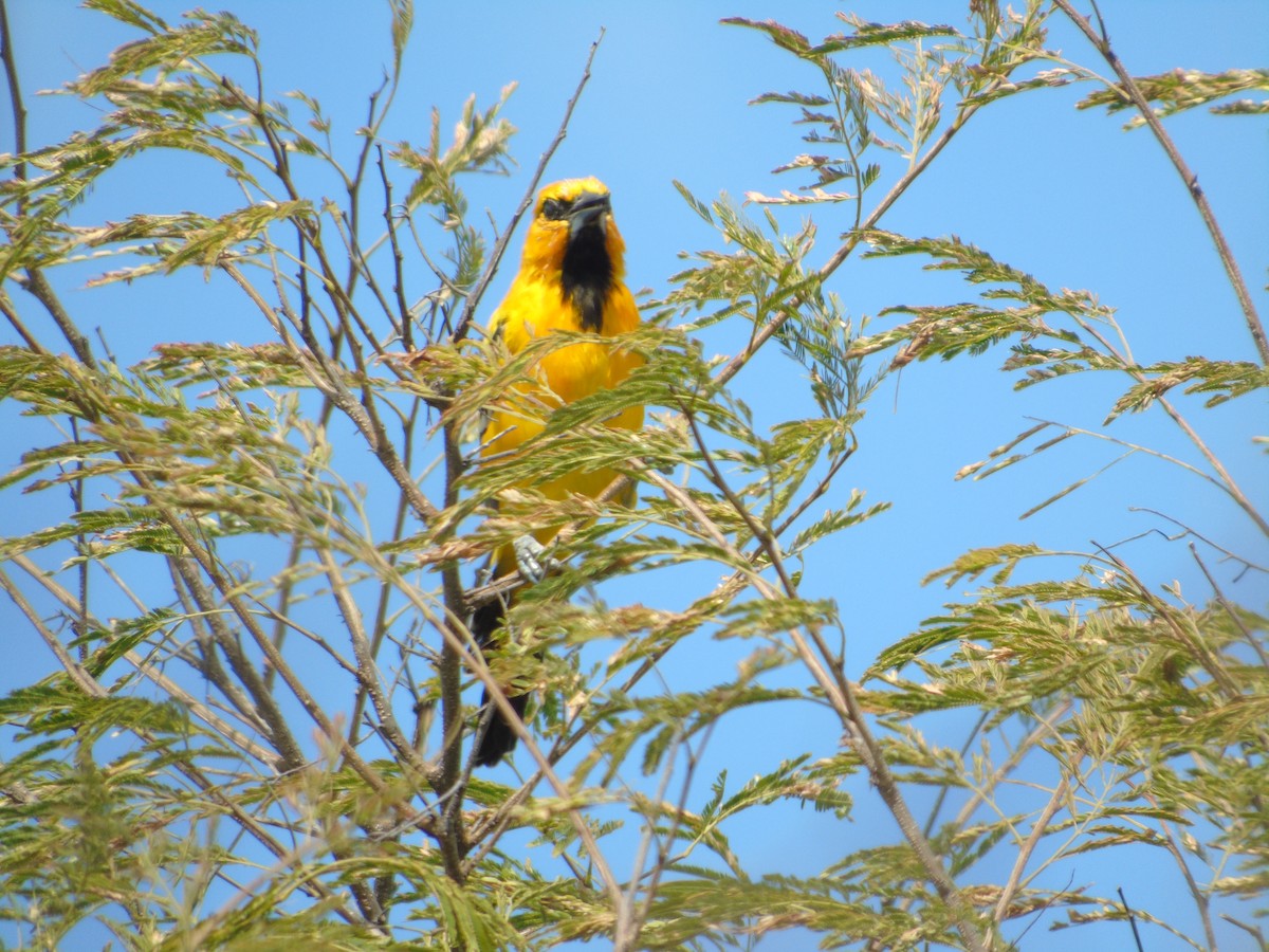 Yellow Oriole - ML135390391