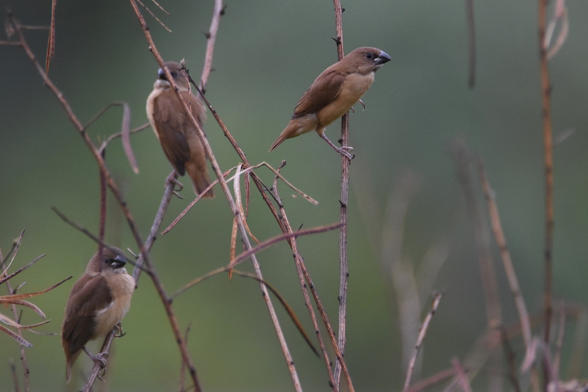 Chestnut Munia (Chestnut) - ML135393061