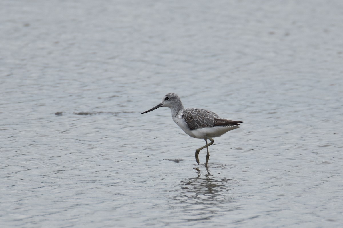 Common Greenshank - ML135393331