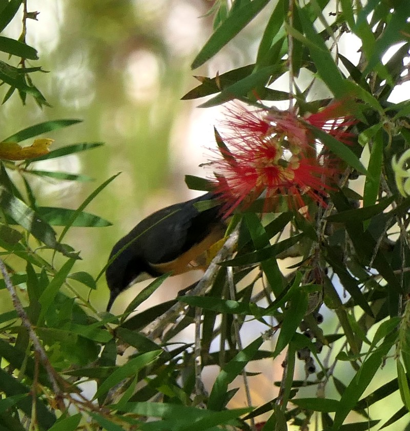 Eastern Spinebill - ML135393411