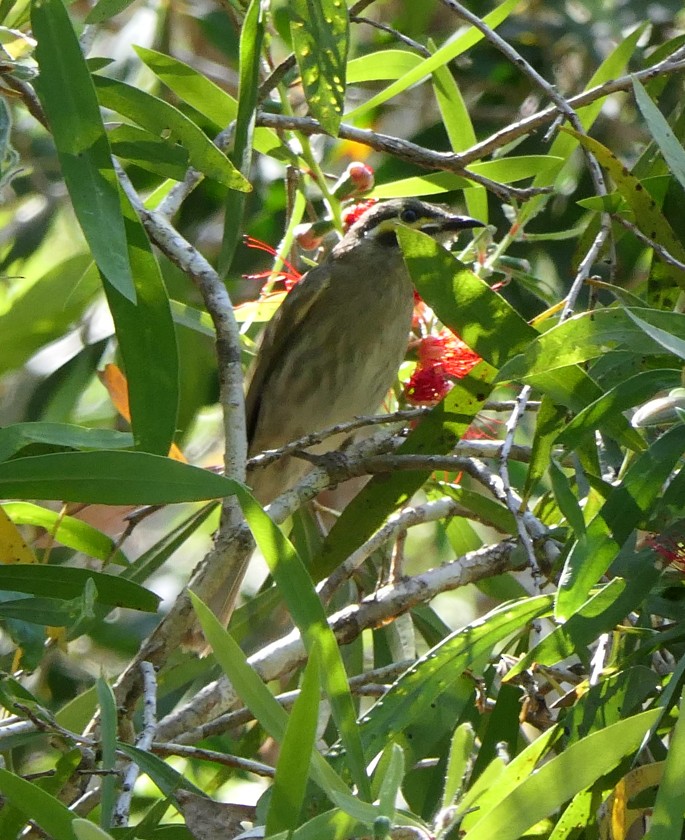 Yellow-faced Honeyeater - ML135393491