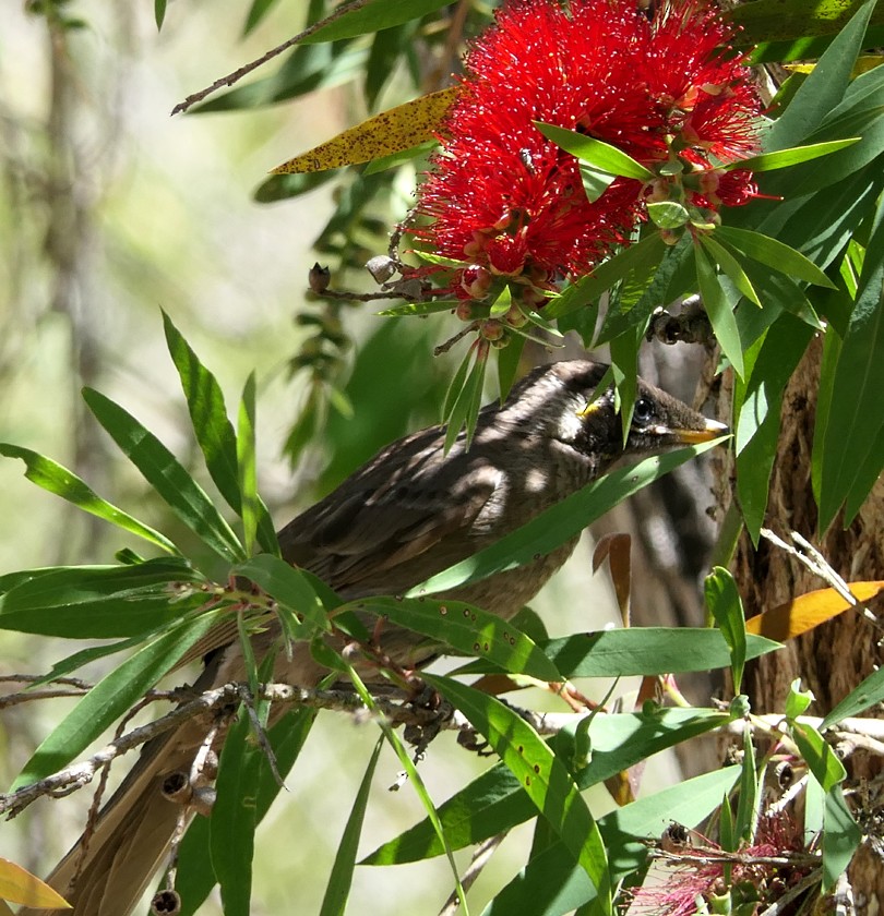 Bridled Honeyeater - ML135393551