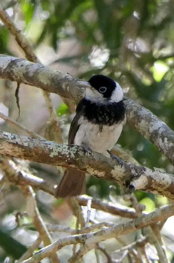 Pied Monarch - ML135393671