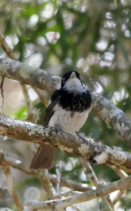 Pied Monarch - ML135393691