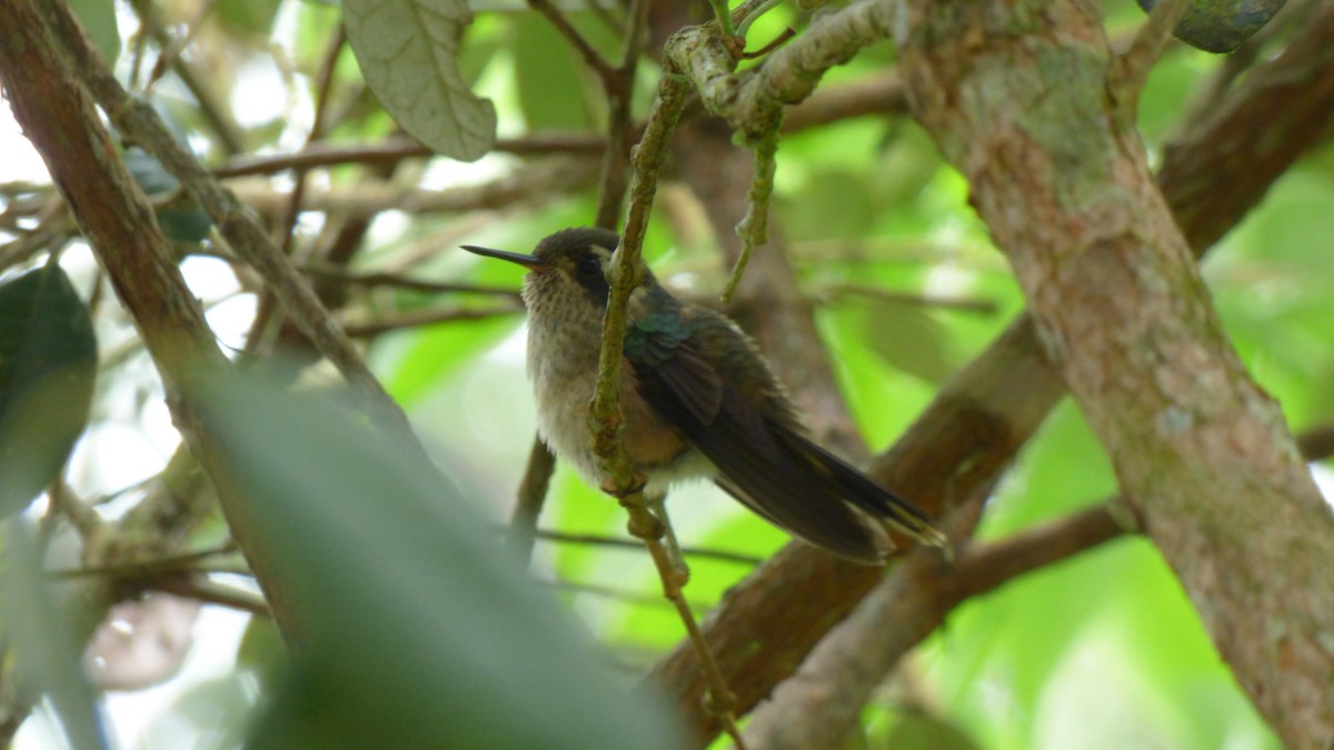 Speckled Hummingbird - Paola  Camacho Contreras