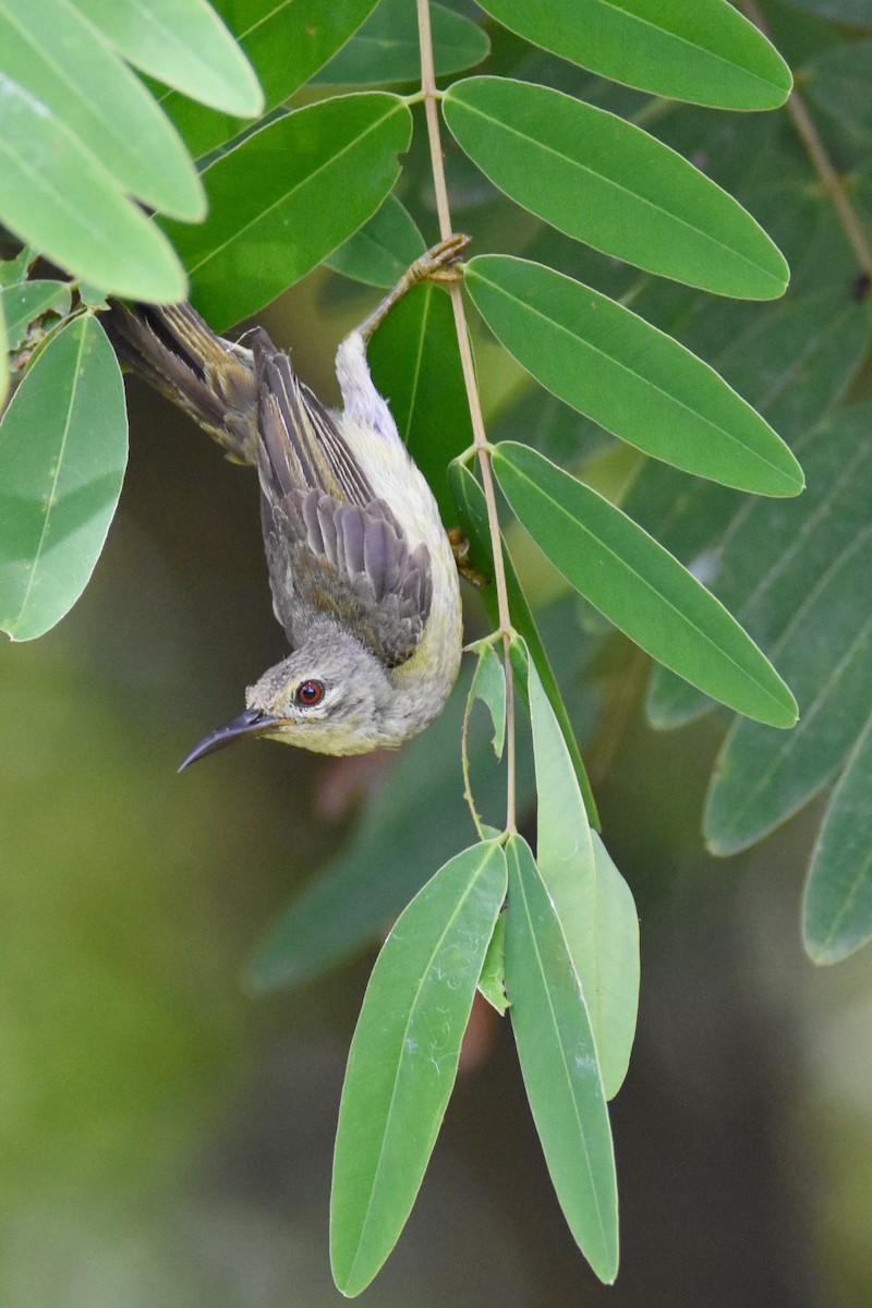 sunbird sp. - Luke Berg