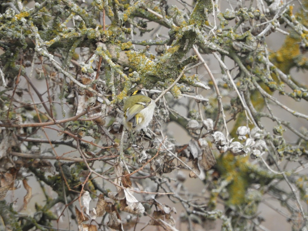 Golden-crowned Kinglet - ML135395401