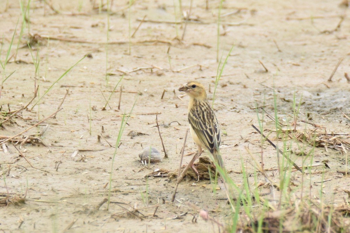 Baya Weaver - ML135396111