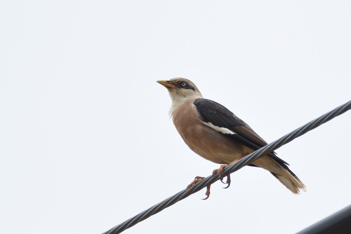 Vinous-breasted Myna - ML135396251