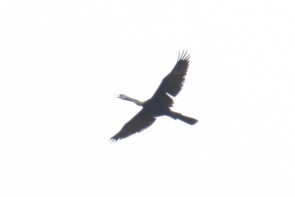 Orient-Schlangenhalsvogel - ML135396381