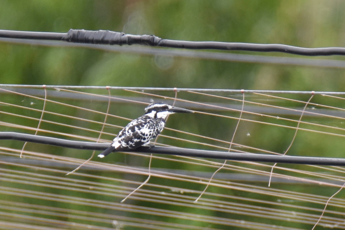 Pied Kingfisher - ML135396461