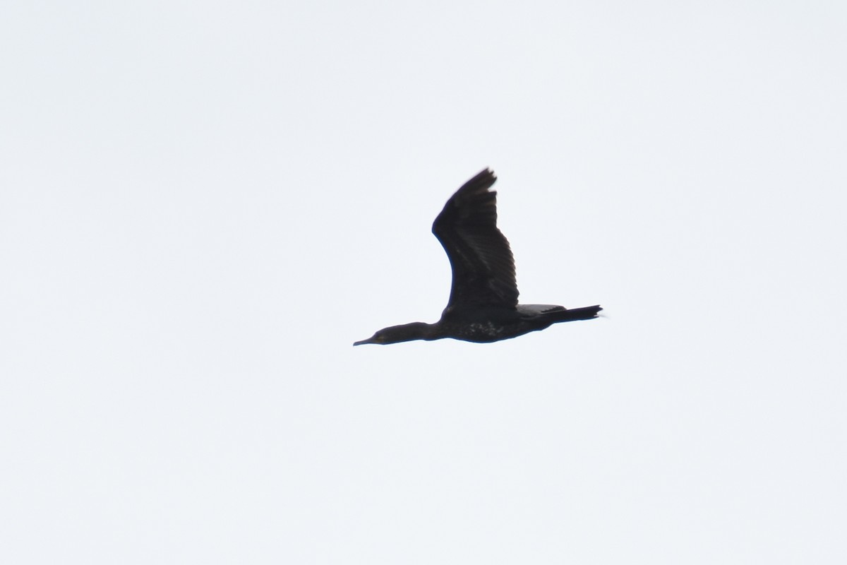 Cormoran à cou brun - ML135396521