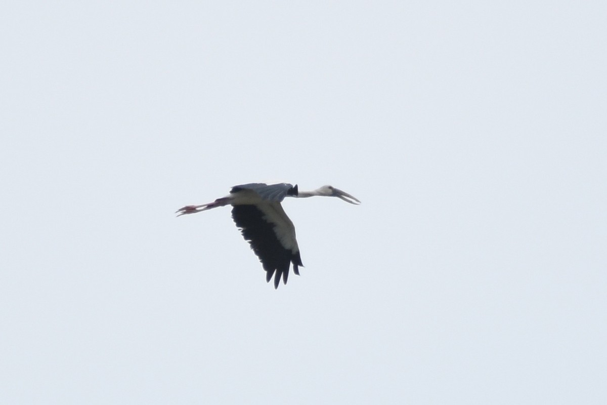 Asian Openbill - ML135396591