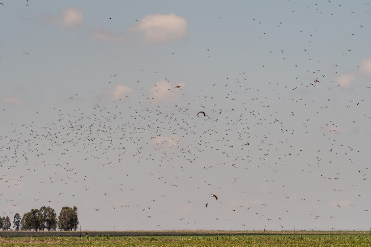 Black-winged Pratincole - ML135400061