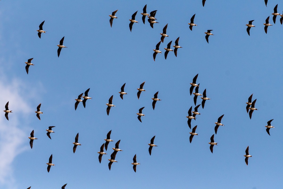 Black-winged Pratincole - ML135400201