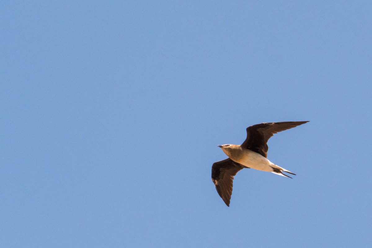 Black-winged Pratincole - ML135400221