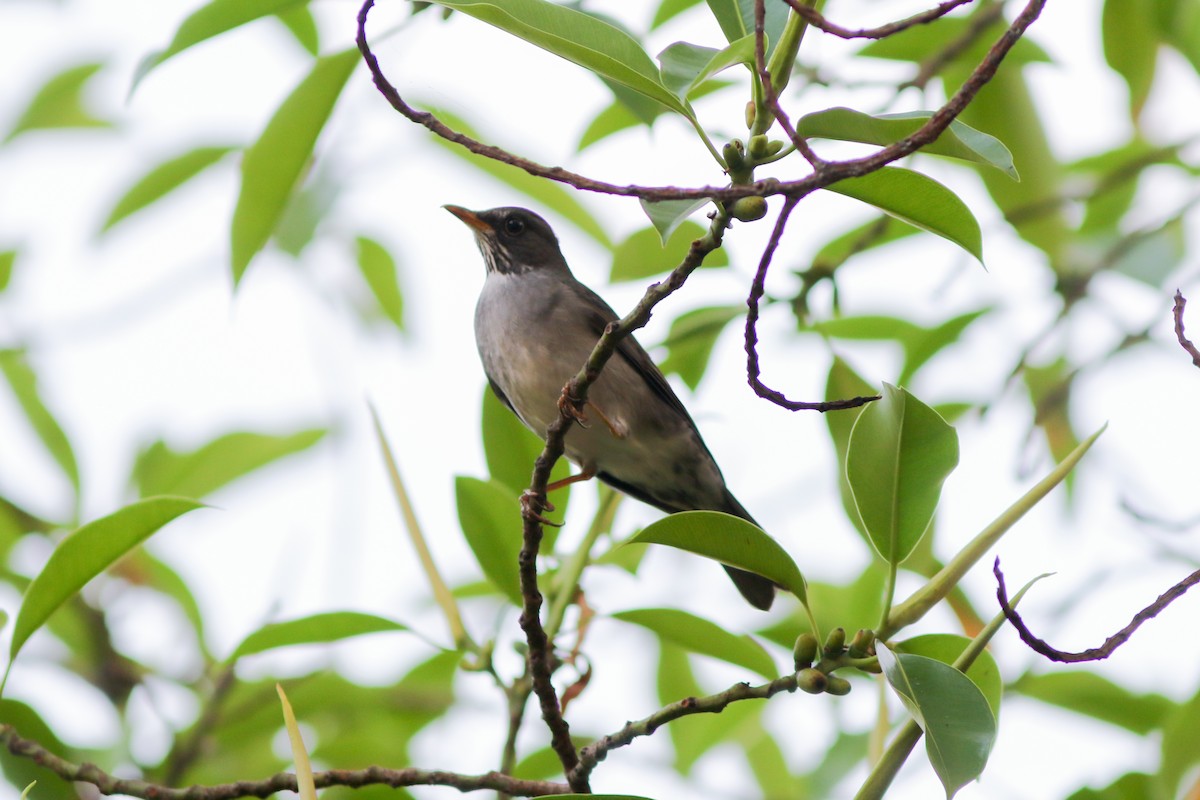 Blacksmith Thrush - ML135400951