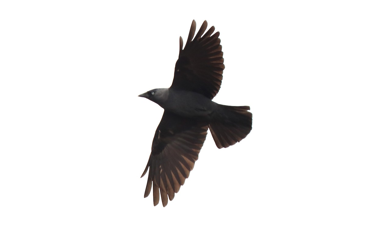 Eurasian Jackdaw - ML135403251