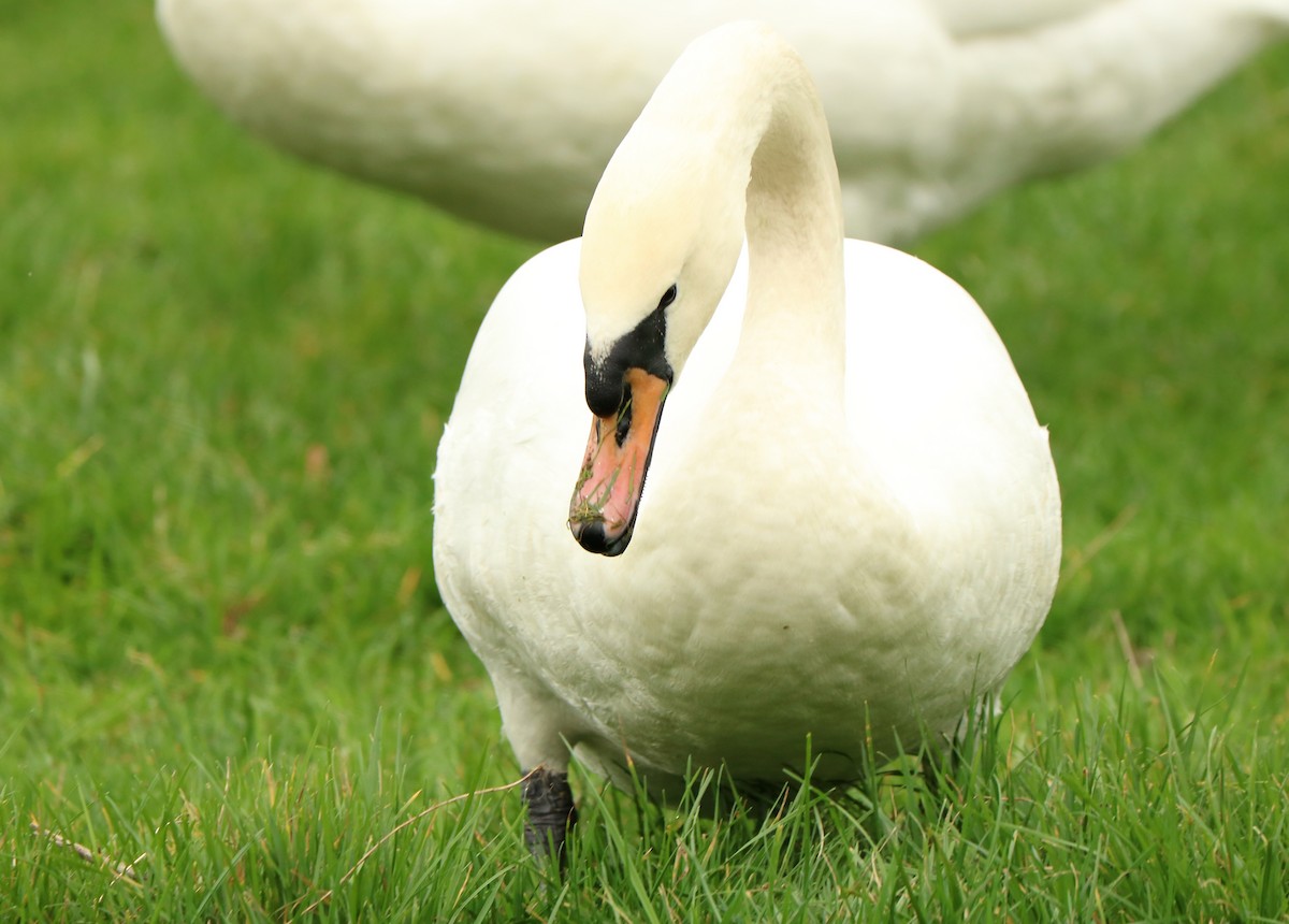 Mute Swan - ML135403351