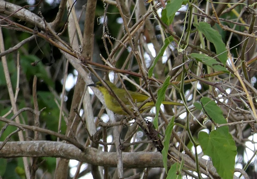 Yellow Honeyeater - ML135403651